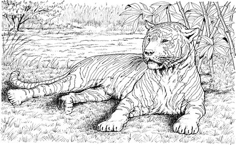 Realistic Animal Coloring Sheets Clip Art Library