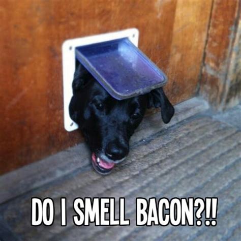 11 Best Bacon Images On Pinterest Ha Ha Funny Things