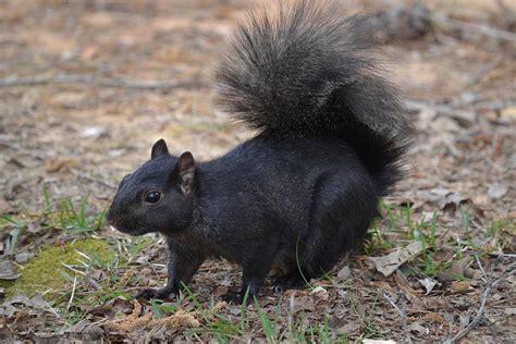 Black Squirrels Are Only Present In A Few Parts Of America In My