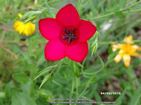 Photo Of The Bloom Of Scarlet Flax Linum Grandiflorum Rubrum Posted
