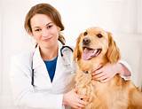Doctor For Pets Photos