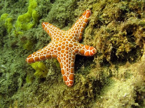 Biscuit Starfish Tosia Queenslandensis By Allerina And Glen Maclarty