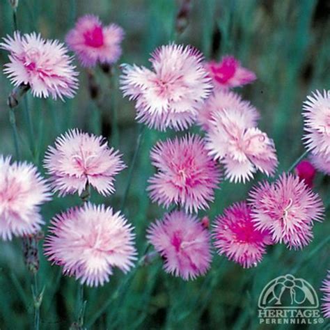 Dianthus ‘mountain Mist Pink Perennials Plants Edging Plants