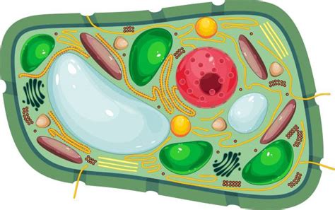 Plant Cell Illustrations Royalty Free Vector Graphics And Clip Art Istock