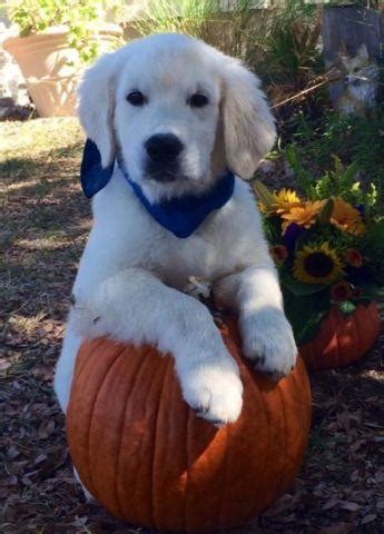 We live in the sunny southern california area and have been breeding golden retrievers for 18 years. AKC Golden Retriever English Cream puppies for Sale in ...