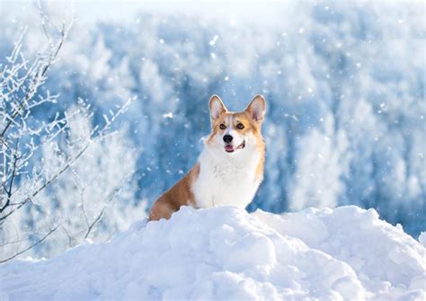 The Ultimate Guide To Caring For Your Winter Dogs Petsies