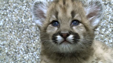 Zoo Staff Dote On Orphaned Cougar Cubs Zooborns Earth Touch News