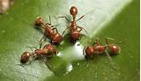 Red Fire Ants Facts Photos