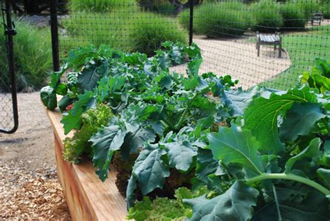 Raised beds are extremely popular with gardeners, and it isn't hard to see why. Organic Garden Consulting and Design in the San Francisco ...