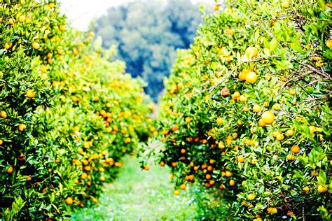Orange Grove Pierson Florida Orange Grove Pierson Orange
