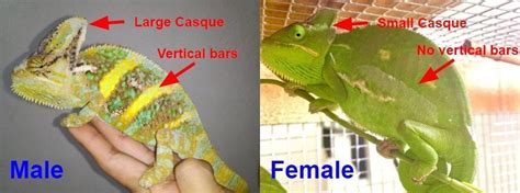 Veiled Chameleon Gender How To Identify Male Or Female