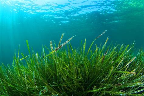Demand For Microalgae Ingredients Tipped For Strong Growth