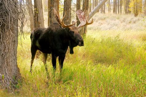 The Wildlife Of Rocky Mountain National Park Animals Network