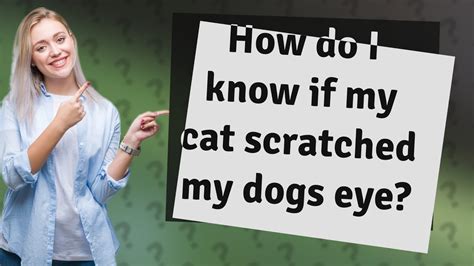 How Do I Know If My Cat Scratched My Dogs Eye Youtube