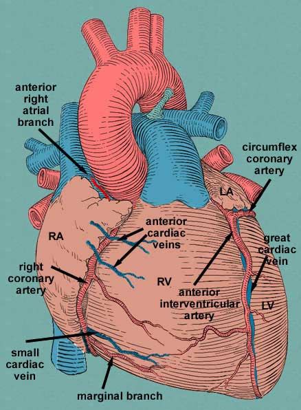 Atrial Branches Of Coronary Arteries Wikipedia