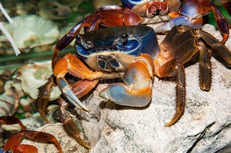 Rainbow Crab Or Cardisoma Armatum Stock Image Image Of Macro Culture