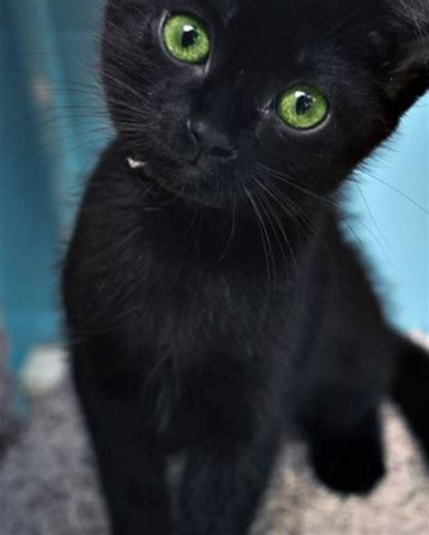 The Green Eyes Are Amazing Cute Black Cats Pretty Cats Kittens Cutest