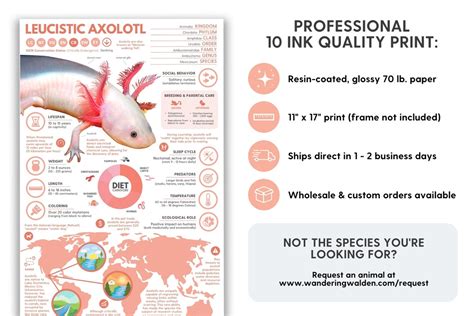 Leukistic Axolotl Poster Wildtier Infographic Print Etsyde