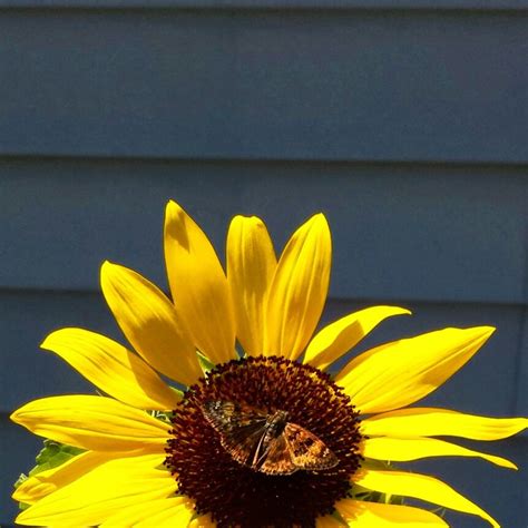 Butterfly On Sunflower Sunflower Butterfly Photography Photograph
