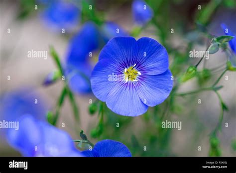 Beautiful Nature Scene With Blooming Flax Flowers In Sun Flare Stock