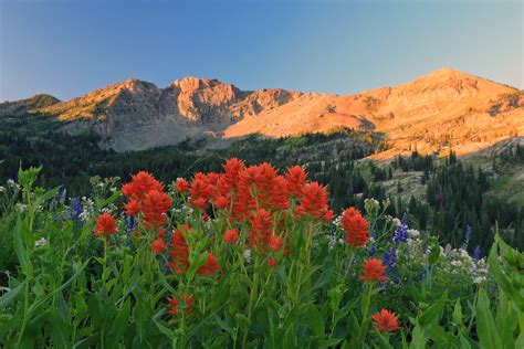 Red Wildflowers The Ridge At Alpine