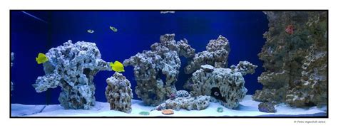 Aquascaping Show Your Skills Page 25 Reef Central Online