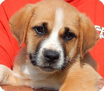Click below to find a shelter or rescue in your area! Sussex, NJ - Golden Retriever/Boxer Mix. Meet Boomer (10 ...