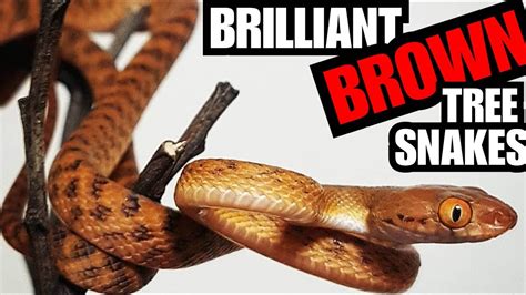 Brown Tree Snake Care Youtube