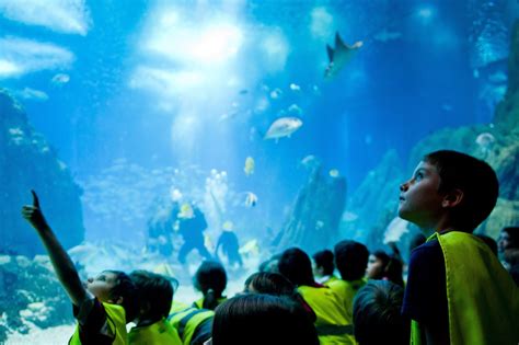 Lisbon Oceanarium Is The Best In The World Portugal Tours Ride For