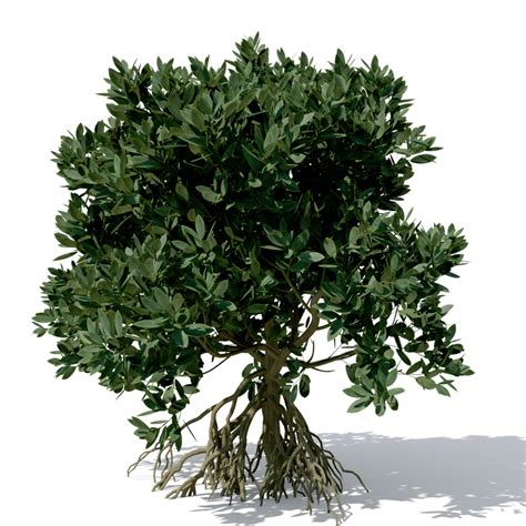 3d Tree Asia Plant Xfrogplants Model