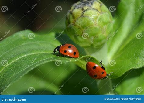 Ladybug5 Stock Photo Image Of Entomology Insekt Flora 36375208