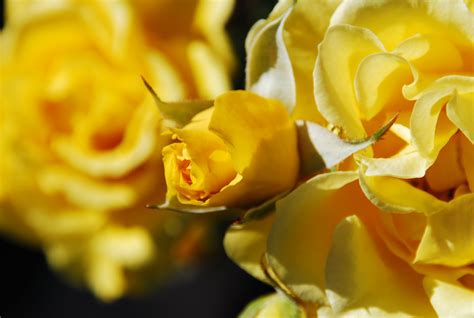 Deserts And Beyond Yellow Roses~mellow Yellow Monday~041612