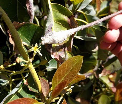 Maybe you would like to learn more about one of these? Hand pollinating avocados - Greg Alder's Yard Posts: Food ...