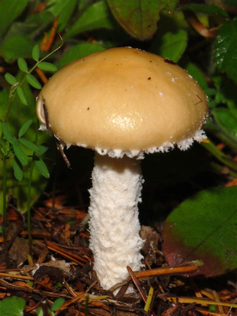 Not Edible Or Active Just Cool Stropharia Ambigua Mushroom