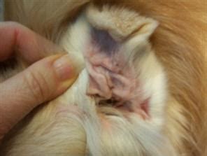 Aural hematomas are often very uncomfortable so your cat may benefit from pain relief. What Happens If You Leave A Cat Ear Hematoma Untreated ...