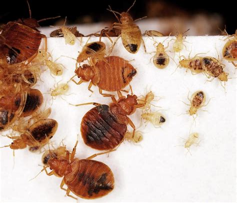 Bed Bug Adults And Nymphs Photograph By Stephen Ausmusus Department Of
