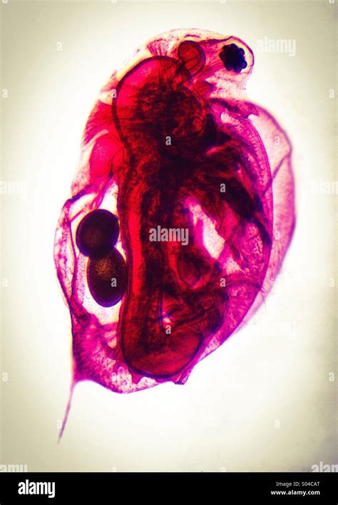 Daphnia Hi Res Stock Photography And Images Alamy