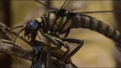 Meganeura Le Plus Gros Insecte Qui Ait Jamais Existé Documentaire