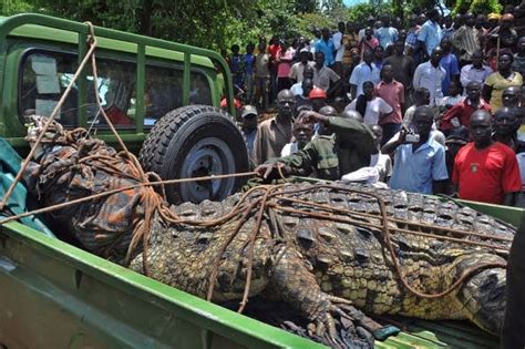world s largest crocodile captured and killed