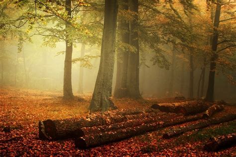 2500x1563 Nature Landscape Forest Mist Leaves Fall Trees Wallpaper