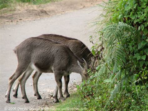 It is one of the isolated place which is favourable home for mountain goats (nilgiri tahr) in acute population. Journey Never Ends: Neelgiri Thar (Varayadu) and ...