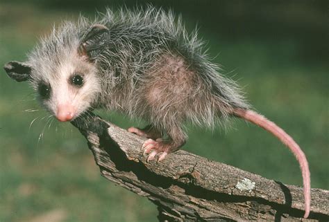Even after reading that, you might still be confused, so we will try to breakdown the difference between opossum and possum with some simple definitions. It's Me or the Cats: Opossum