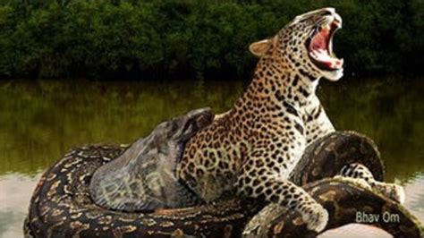 Giant Anaconda Python Vs Lion Jaguar Tiger Leopard Most Horrible