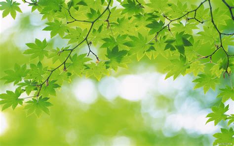 Free Nature Green Leaves | Green nature wallpaper, Nature wallpaper, Green nature