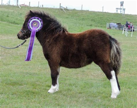Viking Shetland Pony Show 2018 | Pony Breeders of Shetland Association