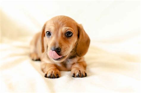 Live in our home by day and share our bedroom at night. Dachshund Puppies | Dachshund Puppy Facts and How to Get a ...