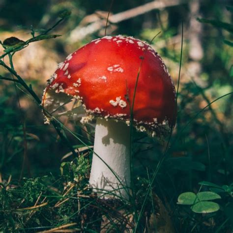 Mushroom Classification | Kaggle