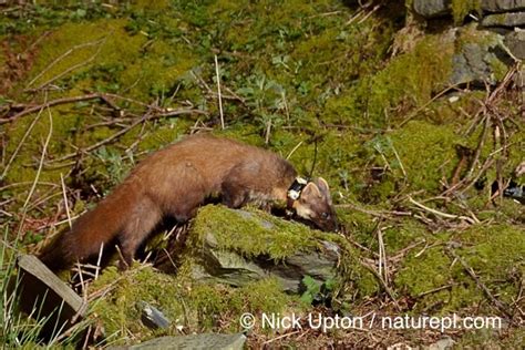Pine Marten Kits Born In The Wild In Wales The Vincent Wildlife Trust