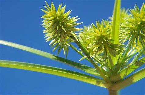 These species are widely distributed, with the centers of diversity for the group occurring in tropical asia and tropical south america. Globe Sedge