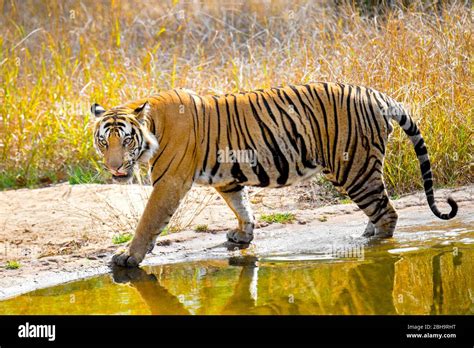Side View Of Bengal Tiger India Stock Photo Alamy